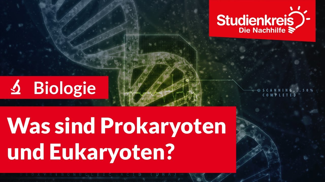 Was sind Prokaryoten und Eukaryoten? | Biologie verstehen mit dem Studienkreis
