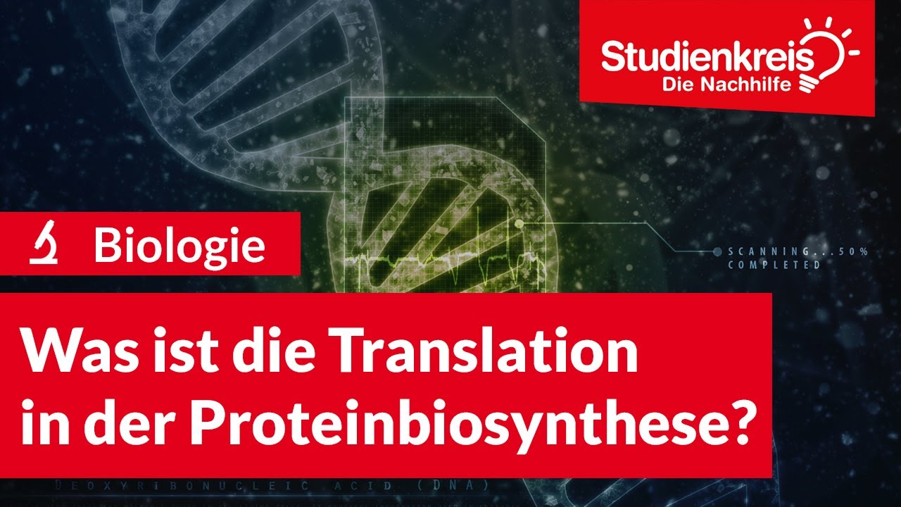 Was ist die Translation in der Proteinbiosynthese? | Biologie verstehen mit dem Studienkreis