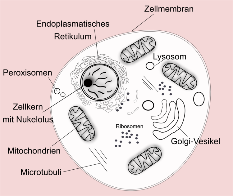 Eukaryotische Zelle Zellkern