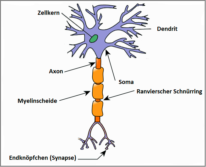 Aufbau Nervenzelle